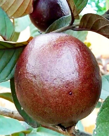 Grafted Australia Guava Fruit Tree - Premium Fast Fruiting Sweet Tropical Maroon-Purple Guava Variety