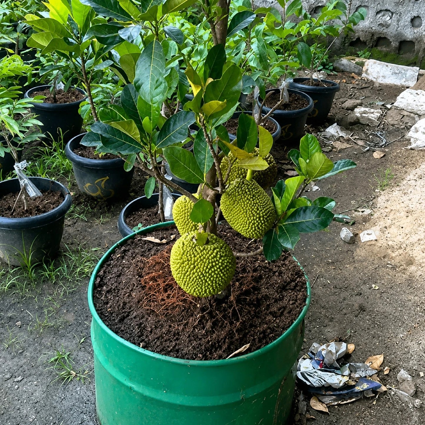 Mini Jackfruit (Compact Variety) - Premium Grafted Tropical Fruit Tree