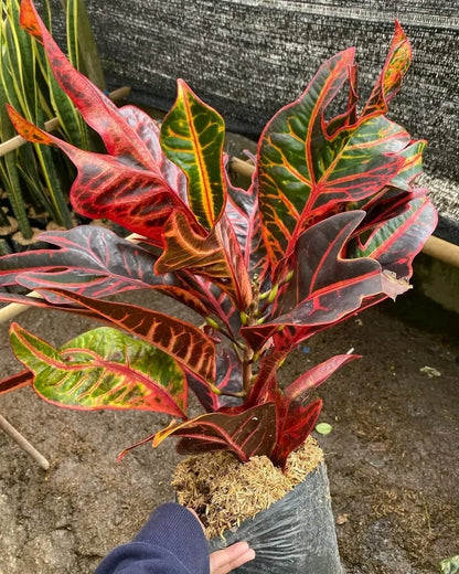 Rare Croton ‘Red Jet’ | Codiaeum Variegatum | Vibrant Red Tropical Foliage | Exotic Houseplant