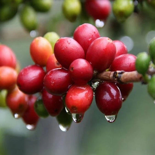 Hybrid H1 Coffee Seeds (Sarchimor x Rume Sudan) (Coffea sp. / 120+ Premium Elite Disease-Resistant Specialty Coffee Bean Seeds) – Premium Botanical Specimen Plant Seeds for Planting