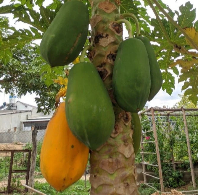 Red Carisya Papaya Seeds (Carica papaya 'Red Carisya') – 150 Premium Fresh Sweet Red Carisya Papaya Seeds