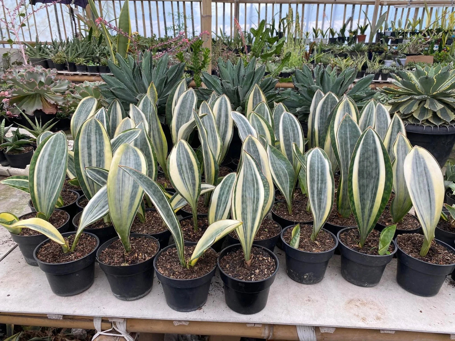 Sansevieria Masoniana Variegated (Whale Fin) - Rare Tropical Snake Plant