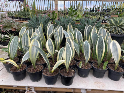 Sansevieria Masoniana Variegated (Whale Fin) - Rare Tropical Snake Plant