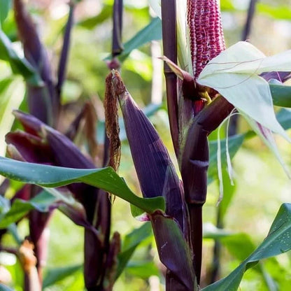 Purple Waxy Corn Seeds (Zea mays ceratina) – 250+ Premium Seeds for Planting
