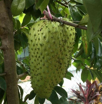 Bulk Nigerian Soursop Seeds (Annona muricata 'Nigerian Sweet') – 100+ Premium Fresh Rare Sweet Soursop Guanabana Seeds for Planting