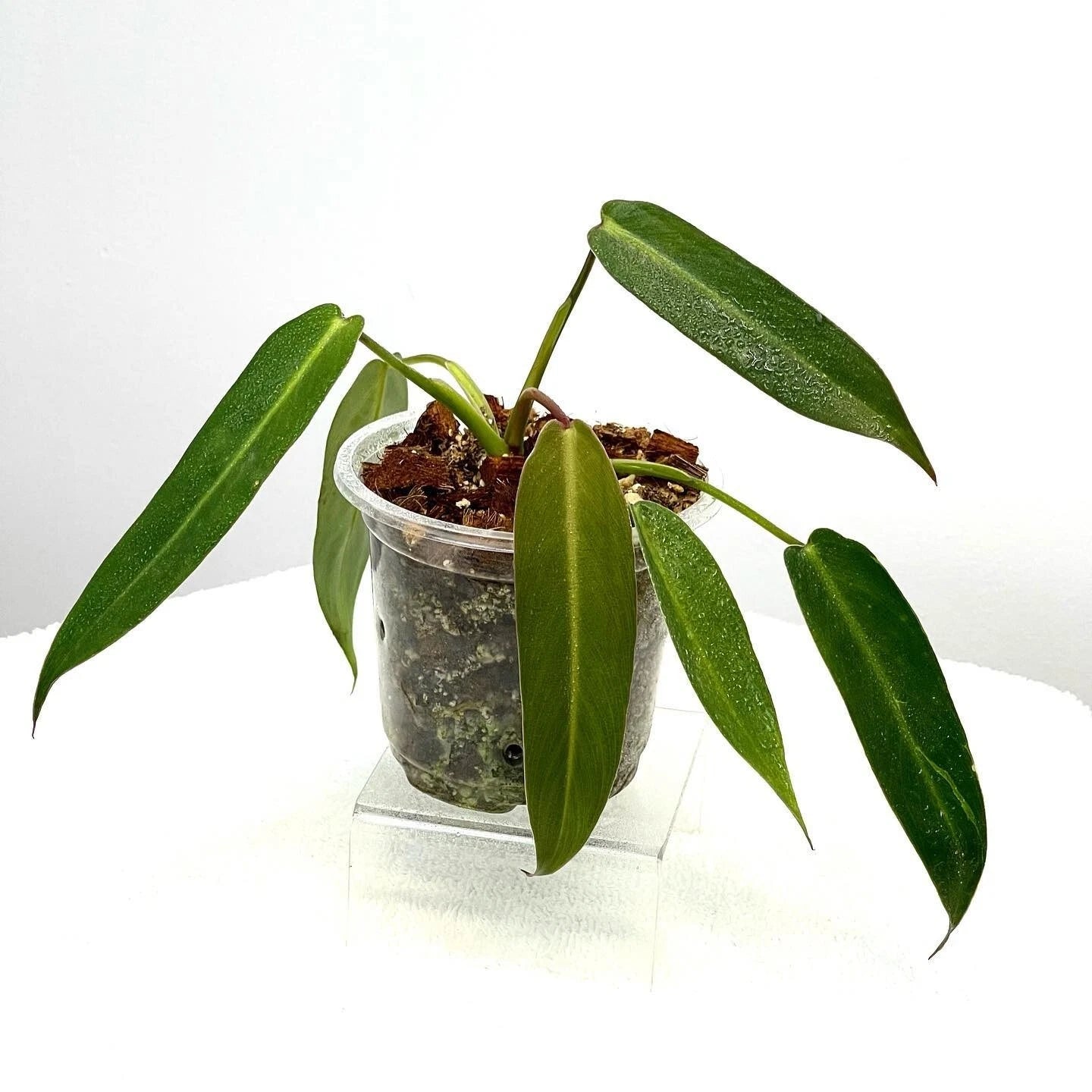 Philodendron Spiritus Sancti rare aroid tropical house plant