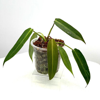 Philodendron Spiritus Sancti rare aroid tropical house plant