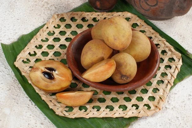 Sapodilla Seeds (Manilkara zapota / 100+ Fresh Tropical Fruit Tree Seeds) – Premium Exotic Botanical Specimen Plant Seeds for Planting