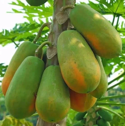 Extra Sweet Callina Papaya Seeds (Carica papaya) – High-Yield Tropical Fruit Seeds for Planting