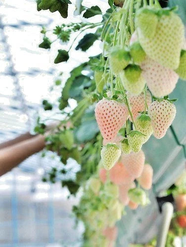 250+ White Strawberry Seeds | Fragaria × Ananassa | Big Sweet Pineberry Fruit | Garden Planting