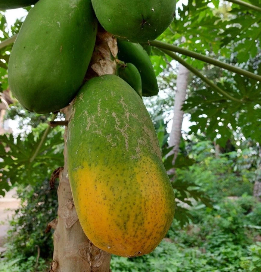 Bulk Red Maradona Papaya Seeds (Carica papaya 'Red Maradona') – 150+ Premium Fresh Rare Sweet Red Maradona Papaya Seeds for Planting