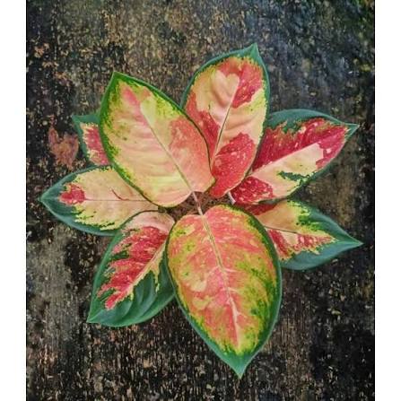 Aglaonema 'Kochin NTC' - Vibrant & Iconic Tropical Houseplant