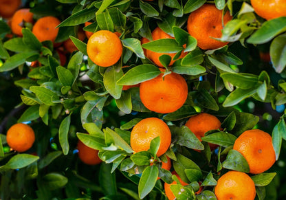 Mandarin Orange Seeds (Citrus reticulata) – Premium Certified High-Yield Sweet Citrus Fruit Tree Plant Seeds for Planting (100 Pcs)