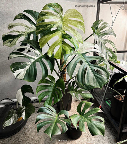Monstera ‘Jungle Mint’ Variegated | Big Size Mature Plant | Real Picture | Rare Collector Aroid