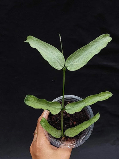 Hoya Pandurata Silver – Rare Tropical Indoor Outdoor Wax Plant Specimen (Rooted Cutting / Plant)