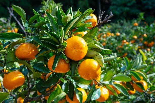 Bomb Mikan Orange Seeds 300+ (Citrus unshiu 'Bomb') – Bulk Rare Cold-Hardy Satsuma Mandarin Citrus Fruit Tree Seeds for Planting