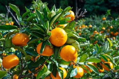 Bomb Mikan Orange Seeds 300+ (Citrus unshiu 'Bomb') – Bulk Rare Cold-Hardy Satsuma Mandarin Citrus Fruit Tree Seeds for Planting