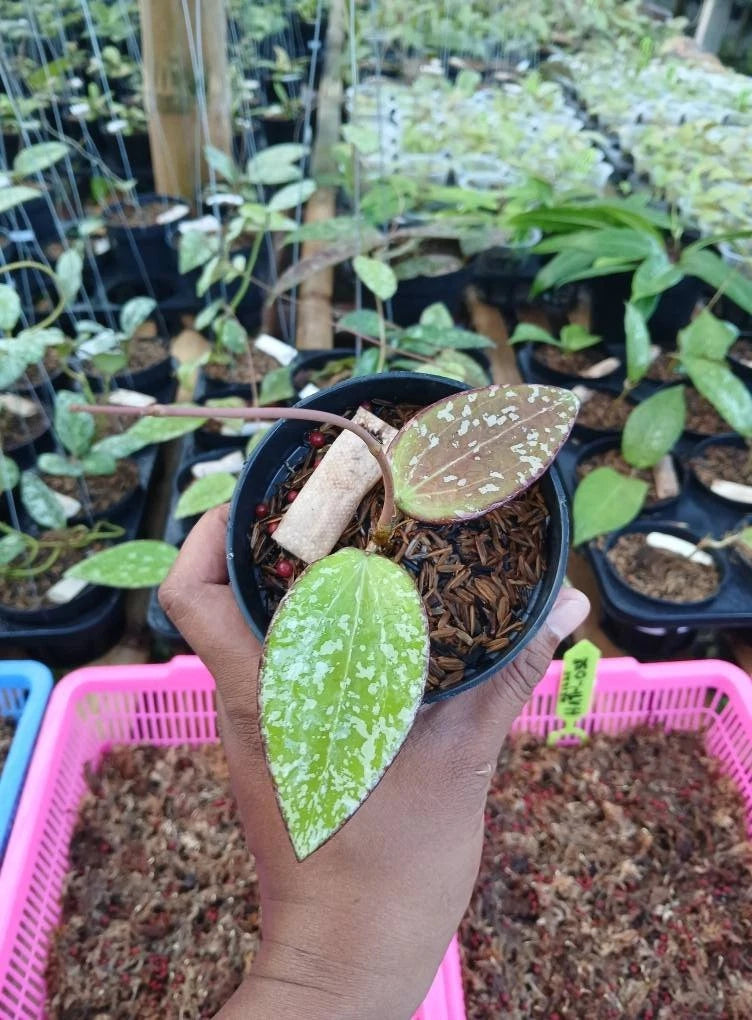 Hoya 'Aura' (Hoya cinnamomifolia x H. sulawesiana) – Rare Tropical Hybrid