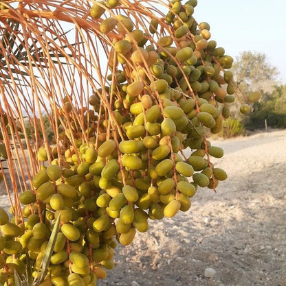 Shalabi Date Palm (Phoenix dactylifera) – 35+ Premium Sweet Date Seeds