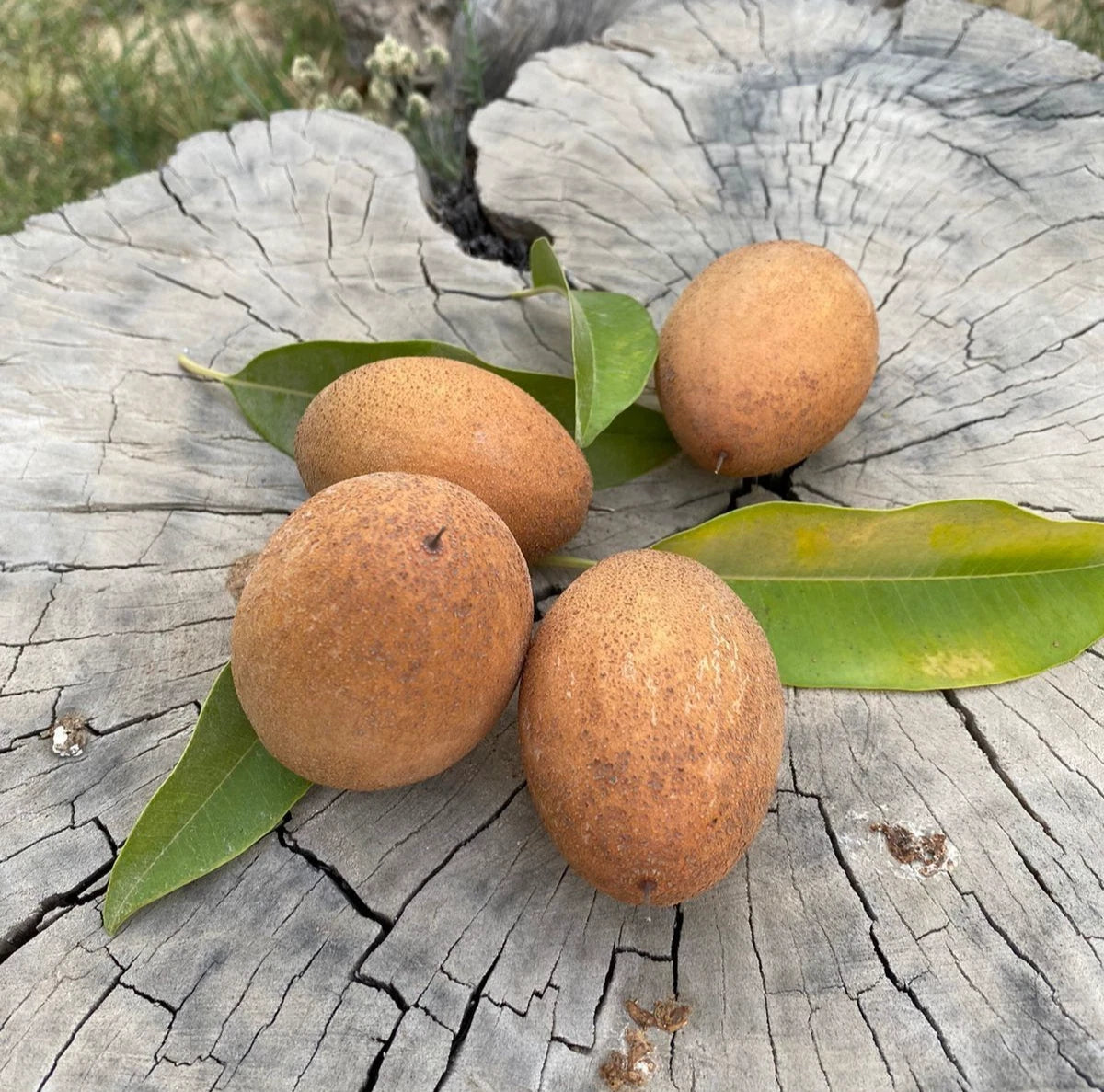 Pixbae Chico Sapodilla Seeds (Manilkara zapota) – 35 Premium Rare Elongated Honey-Sweet Chikoo Seeds