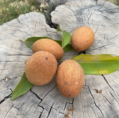 Pixbae Chico Sapodilla Seeds (Manilkara zapota) – 35 Premium Rare Elongated Honey-Sweet Chikoo Seeds