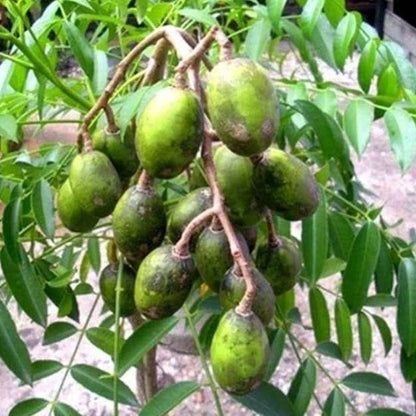 Grafted Mini Ambarella (Kedondong Mini) Seedling – Perfect Container Fruit Tree