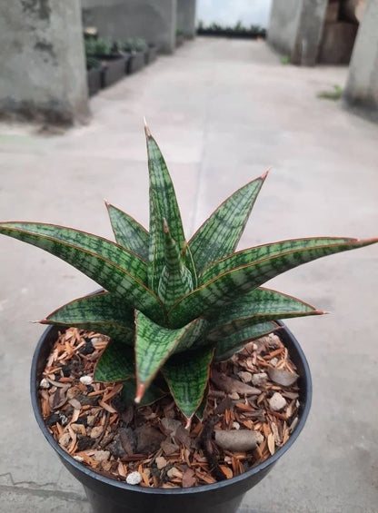 Sansevieria Hybrid Samosir – Rare Tropical Snake Plant Specimen for Indoor and Outdoor Living (Live Plant)