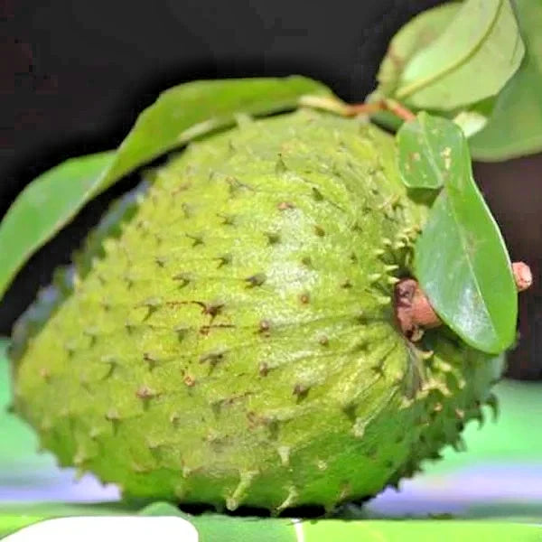 Organic Queen Soursop Seeds 100+ pcs (Annona muricata) – Premium Certified Rare Exotic Tropical Graviola Fruit Tree Plant Seeds for Planting