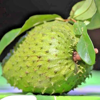 Organic Queen Soursop Seeds 100+ pcs (Annona muricata) – Premium Certified Rare Exotic Tropical Graviola Fruit Tree Plant Seeds for Planting