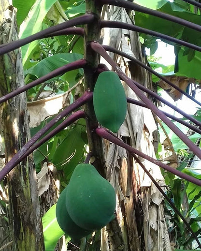 Purple Branching Papaya Seeds (Carica papaya L.) – 150++ Premium Fresh Rare Purple-Stemmed Branching Papaya Seeds