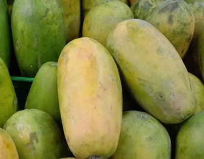 Red Maradona Papaya Seeds (Carica papaya 'Red Maradona') – Premium Fresh Rare Sweet Red Maradona Papaya Seeds for Planting