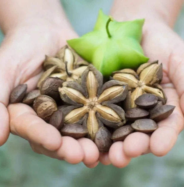 Organic Sacha Inchi Nuts Seeds (Plukenetia volubilis / 50+ Superfood Inca Peanut Plant Seeds) – Premium Gourmet Tropical Oilseed Crop Seeds for Planting