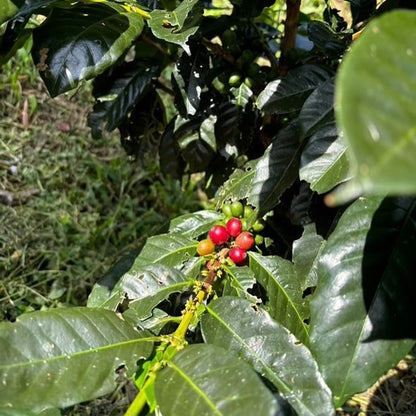 Komasti Coffee Seeds (Coffea arabica var. Komasti) – Premium Heirloom Specialty Coffee Bean Seeds for Planting (120+ Pcs)