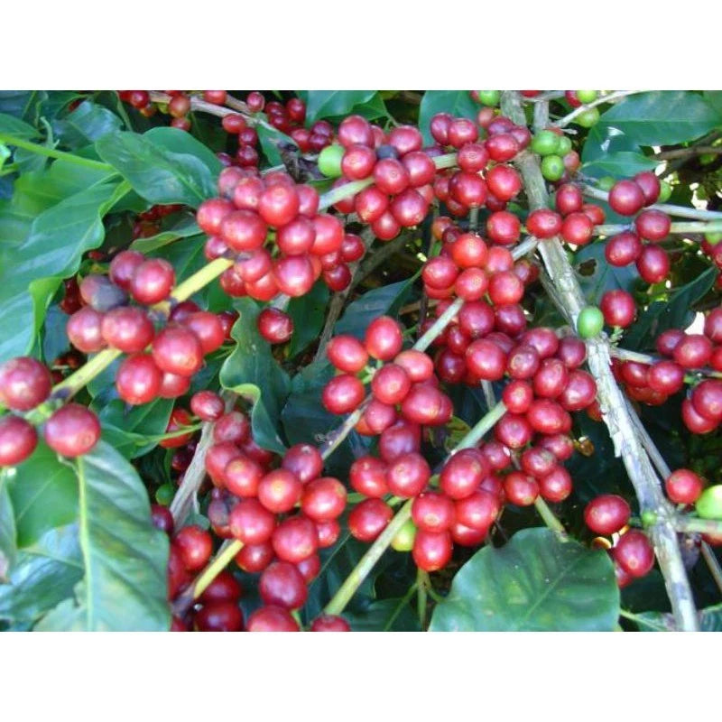 Cranberry Coffee Seeds (Coffea arabica var. Cranberry Coffee) – Premium Unique Specialty Coffee Plant Seeds for Planting