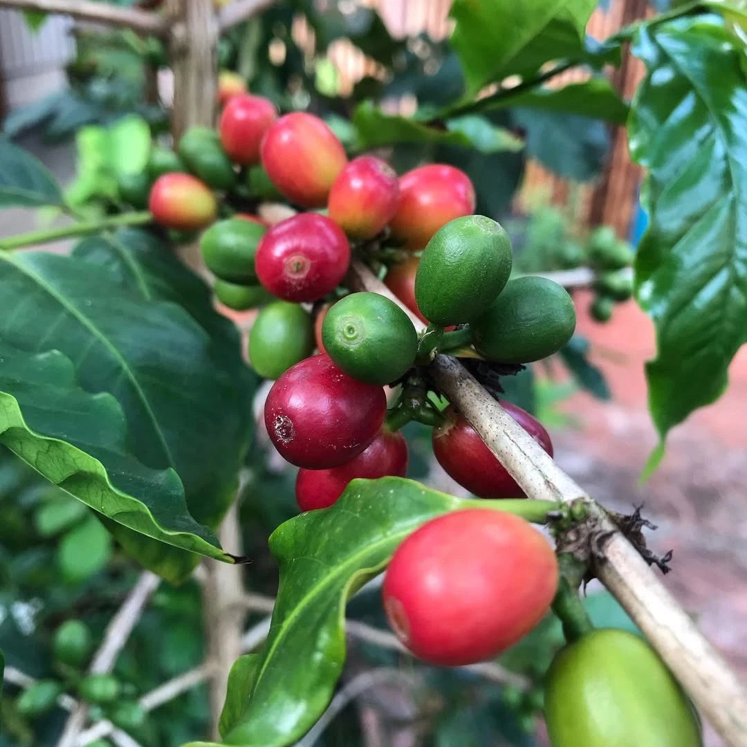 Rume Sudan Coffee Seeds (Coffea arabica var. Rume Sudan / Rare African Heirloom Selection) – Premium Gourmet Specialty Coffee Plant Seeds for Planting