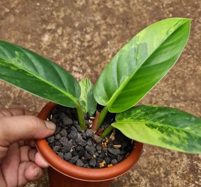Variegated Philodendron Melonii | Rare Tropical Aroid | Velvet Leaf Collector Plant | Exotic Houseplant