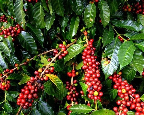 Ruiru 11 Coffee Seeds (Coffea arabica var. Ruiru 11) – Premium Certified Disease-Resistant Kenyan Specialty Coffee Bean Seeds for Planting (120 Pcs)