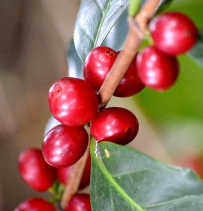 SL6 Coffee Seeds (Coffea arabica var. SL6) – Premium Certified High-Yield Gourmet Arabica Coffee Bean Plant Seeds for Planting