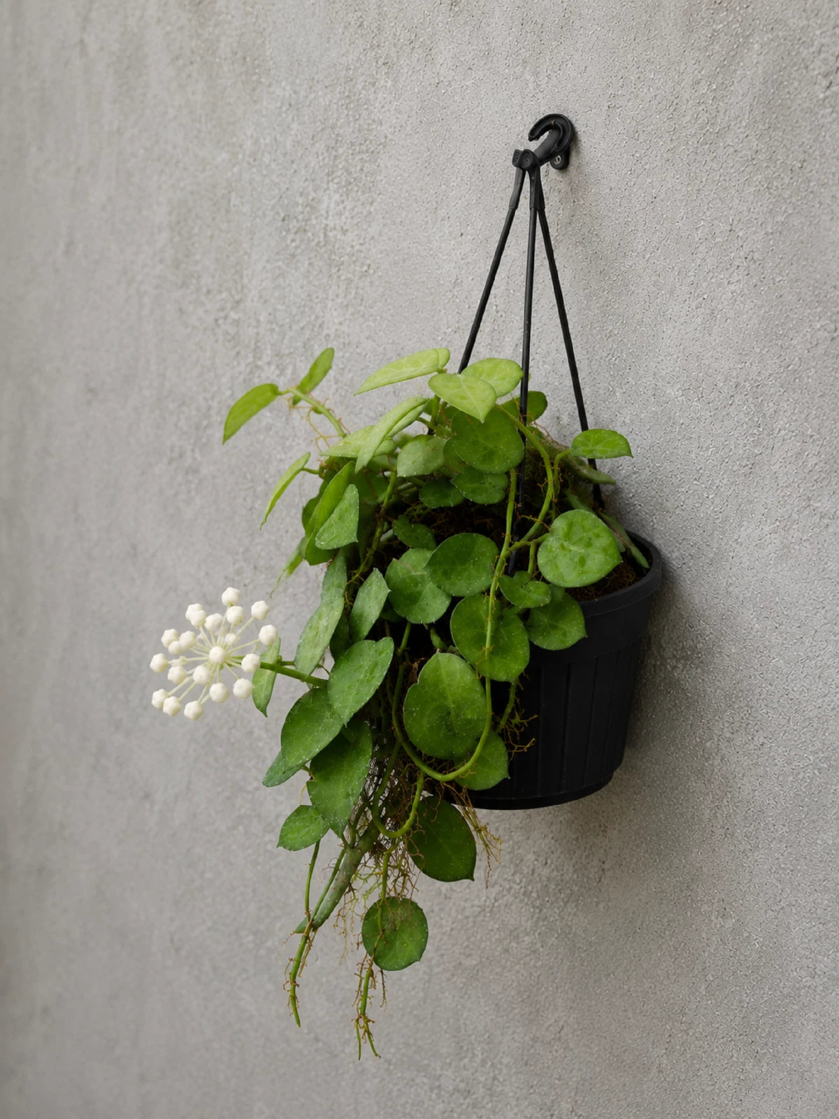 Hoya Krohniana Live Plant - Premium Heart-Leaf Tropical Fragrant Hanging Wax Plant