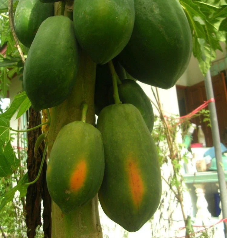 Red Thailand Papaya Seeds (Carica papaya) – 150+ Premium Exotic Sweet Red-Fleshed Thai Papaya Seeds