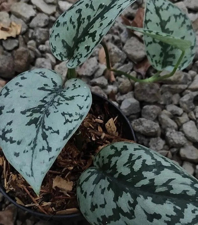 Scindapsus 'Silver Lady' - Rare Exotic Tropical Aroid Houseplant