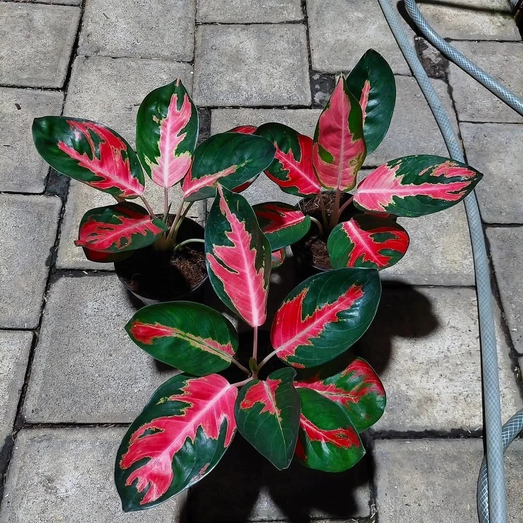 Aglaonema 'Hello Kitty' - Rare & Vibrant Pink Tropical Houseplan