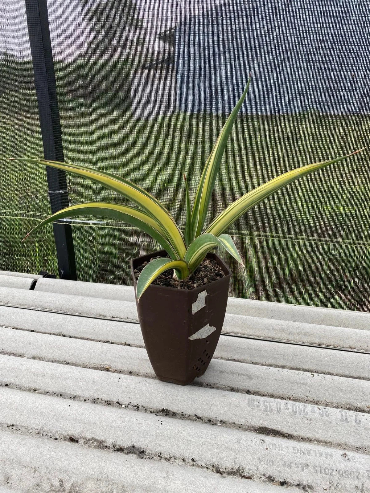 Sansevieria 'Pingthom' Variegated - Rare Sculptural Collector Specimen