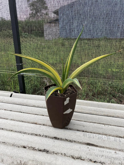 Sansevieria 'Pingthom' Variegated - Rare Sculptural Collector Specimen