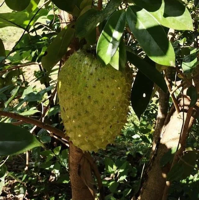 Premium Brazilian Sweet Soursop Seeds (Annona muricata) – Sweet Exotic Guanabana Fruit Seeds for Planting