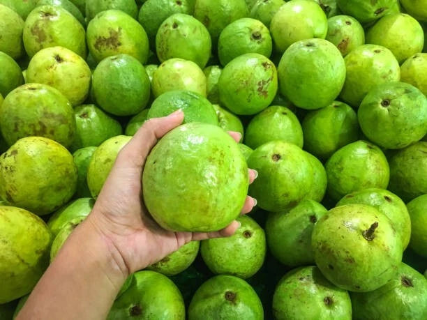 Getas Red Guava Seeds (Psidium guajava / 1000+ Fresh Tropical Fruit Tree Seeds) – Premium Exotic Botanical Specimen Plant Seeds for Planting