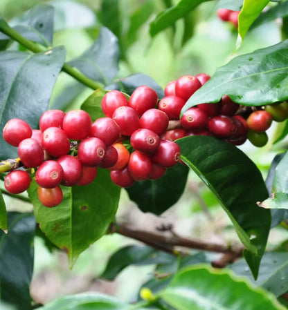 Geisha Honduran Coffee (Coffea arabica) – 120+ Premium Micro-Lot Seeds
