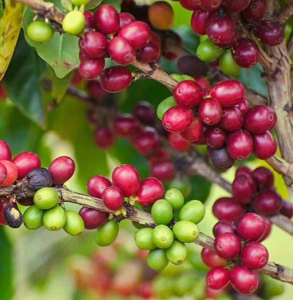 120+ Sidra Red Coffee Seeds (Coffea arabica var. Sidra) – Certified Specialty Heirloom Coffee Bean Crop Seeds for Planting
