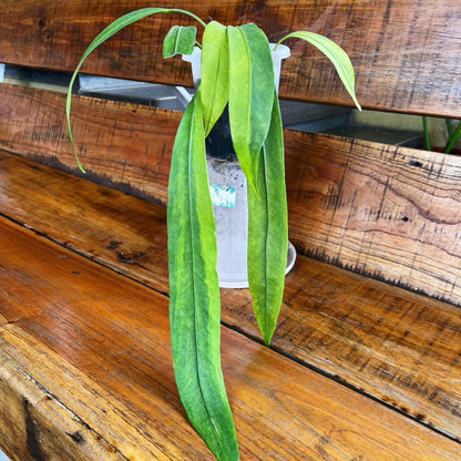 Anthurium vittariifolium – Rare Architectural Strap-Leaf Aroid
