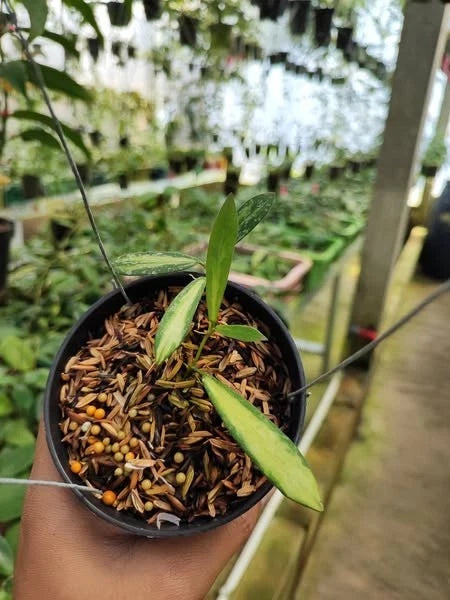 Rare Hoya Sigillatis Variegated (Hoya sigillatis 'Variegated') – Stunning Variegated Silver Foliage Tropical Wax Plant Cutting / Rooted Node